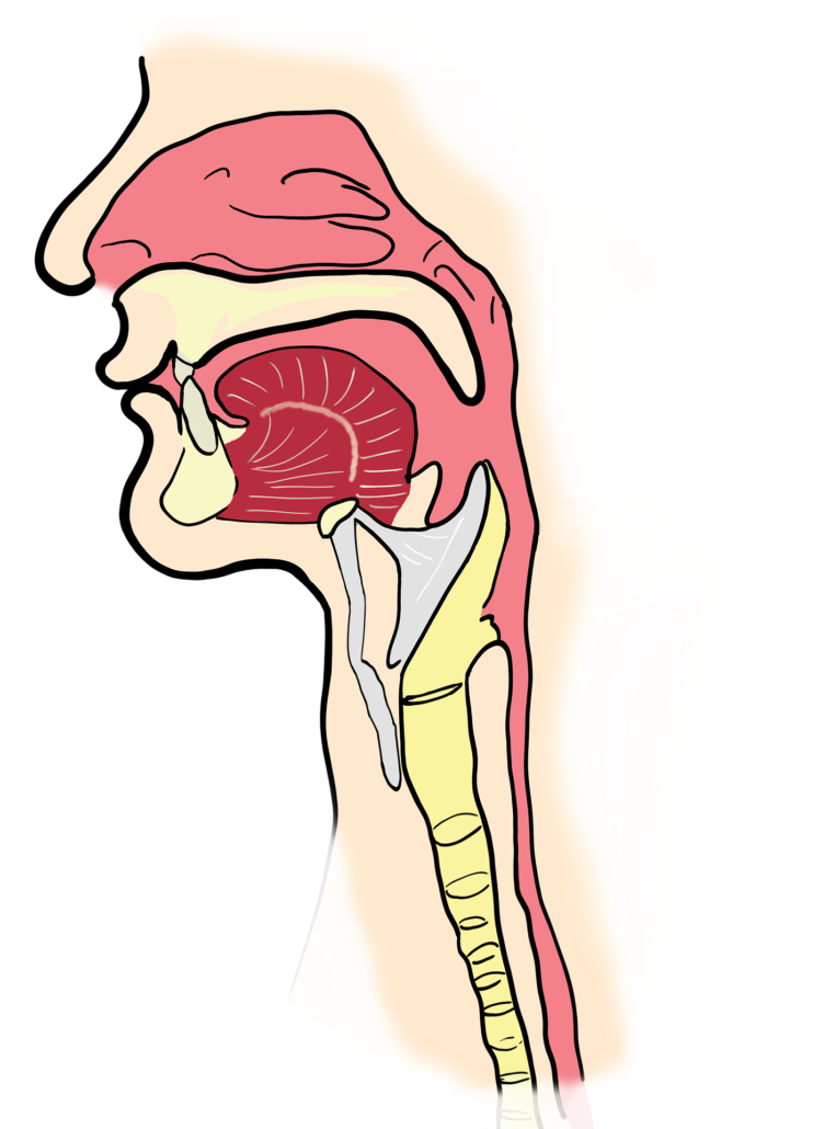 the-larynx-2381980_1920